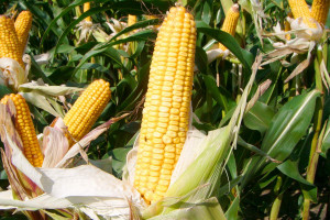 Koegzystencja kukurydzy 
