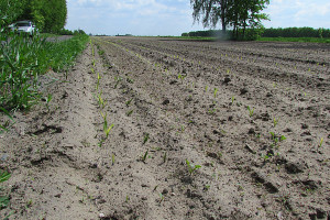 Areał uprawy kukurydzy ok. mln ha, siewów jeszcze nie ma 