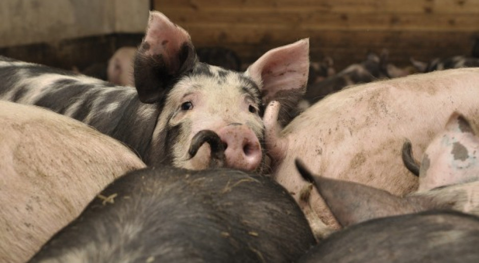 Prawo, które ogranicza rozwój produkcji świń 