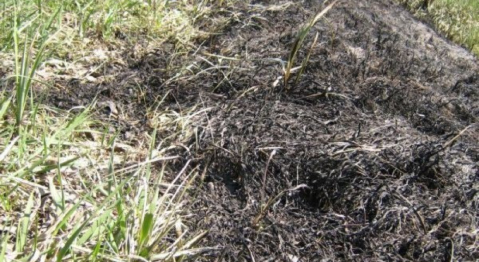 Ponad 14 tys. pożarów z powodu wypalania traw