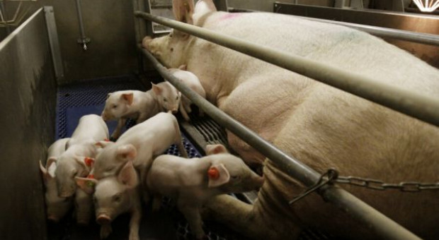 Ochrona środowiska, a fermy świń