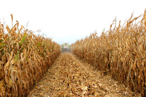 Ukraina decyduje o cenie kukurydzy 