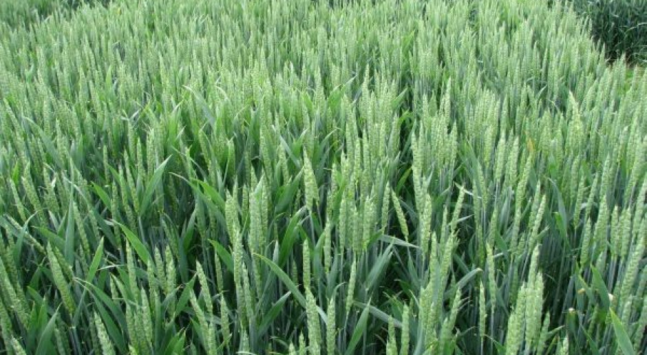 Plantacjom pszenicy ozimej zagraża pryszczarek zbożowiec