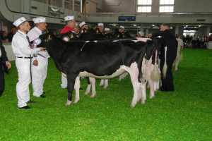 Młode czempionki polskiej hodowli bydła