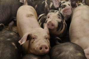 Nierealny program dla większości producentów świń
