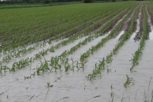 PiS apeluje o pomoc dla rolników z Mazowsza 