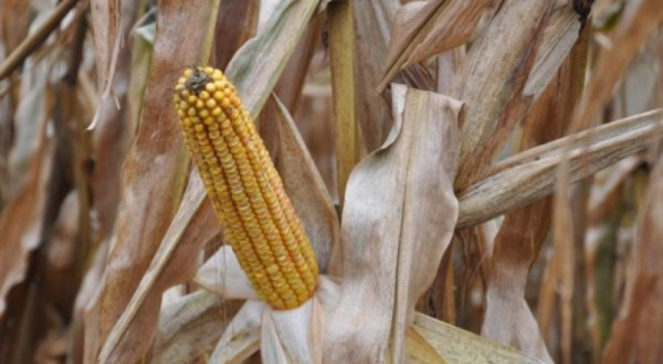 Opóźnienia w zatwierdzaniu GMO
