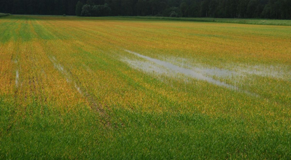 W zbożach jarych robi się pomarańczowo