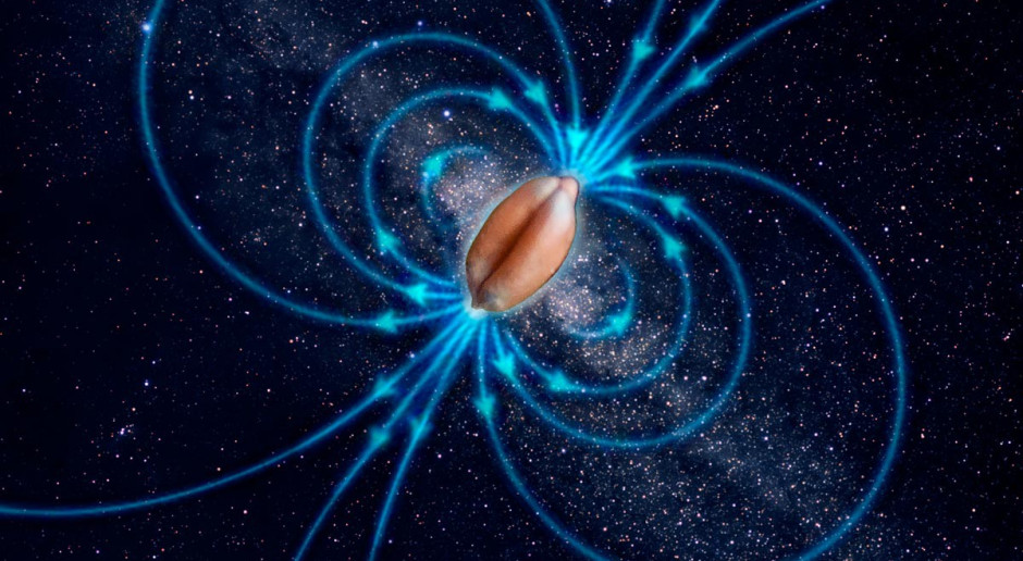 Magnesowanie nasion