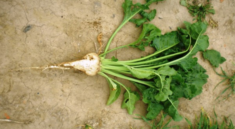 Plantatorzy wątpią w sukces holdingu wokół KSC
