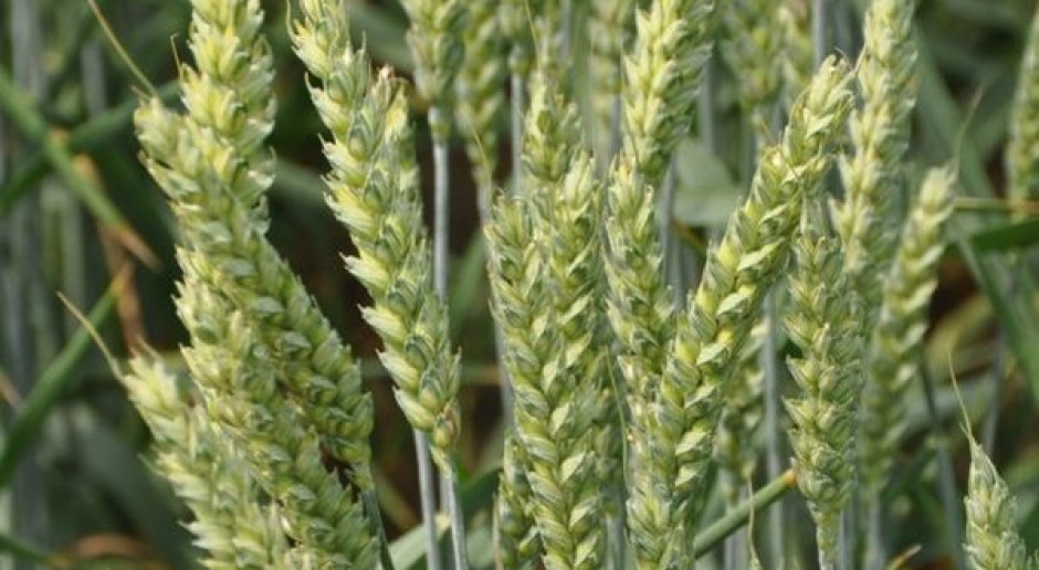 Niedopuszczona do uprawy pszenica GMO wykryta w USA