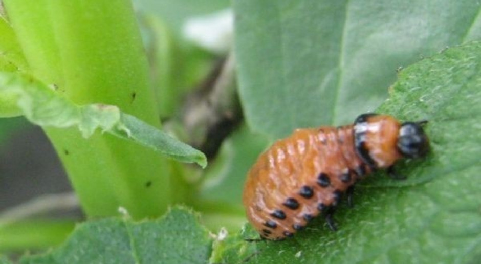 Larwy pokolenia L1 w ziemniaku