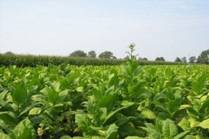O dyrektywie tytoniowej - rolnictwo przeciwne 