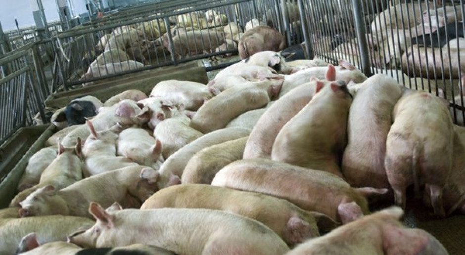 Pod lupą prokuratury podawanie zwierzętom nielegalnych antybiotyków