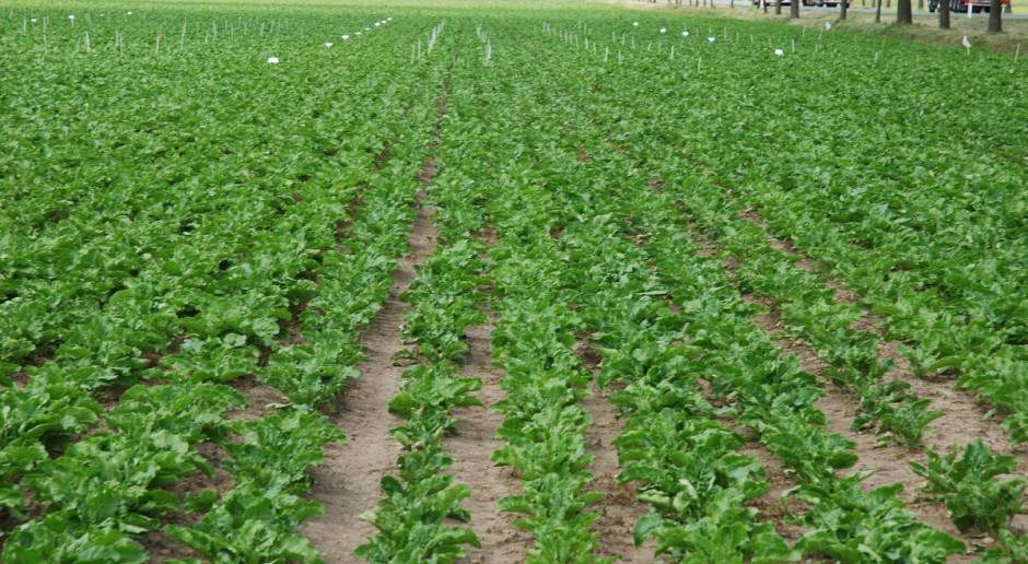 Strip till szansą dla buraka cukrowego