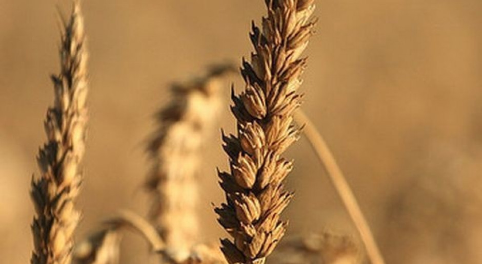 Nie chcą ziarna ze starych zbiorów