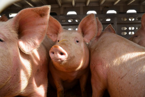 Litwa wstrzymuje import świń z Białorusi