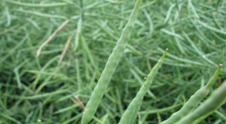 Rzepak GMO dopuszczony w UE