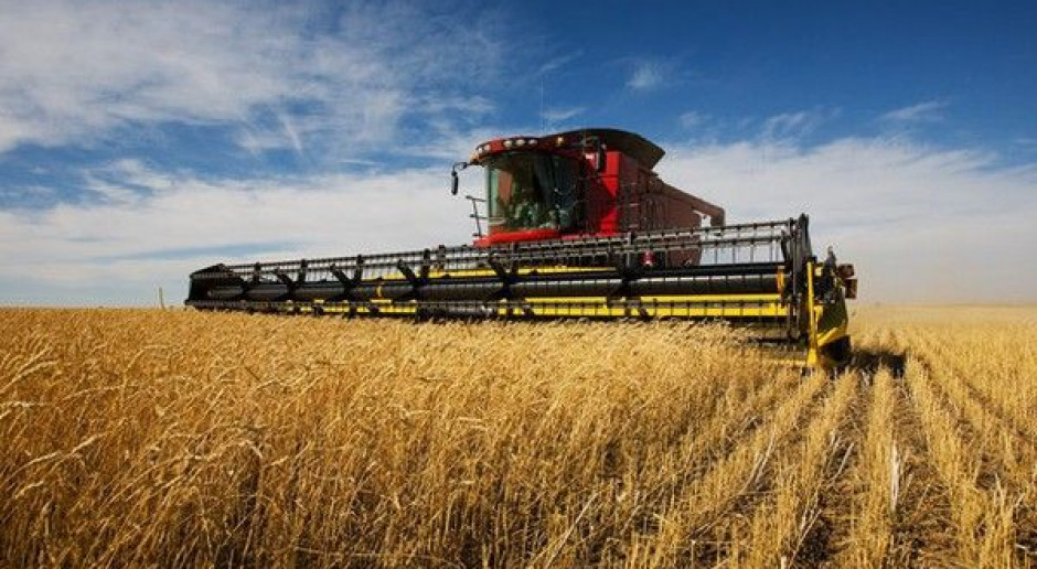 Wyższa produkcja pszenicy niż przypuszczano