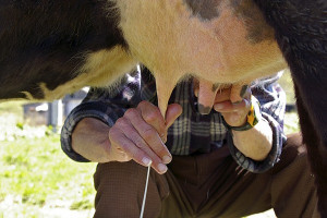 Analiza mastitis w stadzie krów mlecznych
