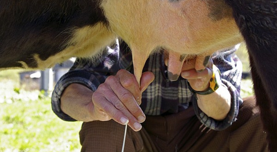Analiza mastitis w stadzie krów mlecznych