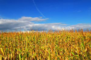 Posłowie przeciw autoryzacji odmian kukurydzy GMO
