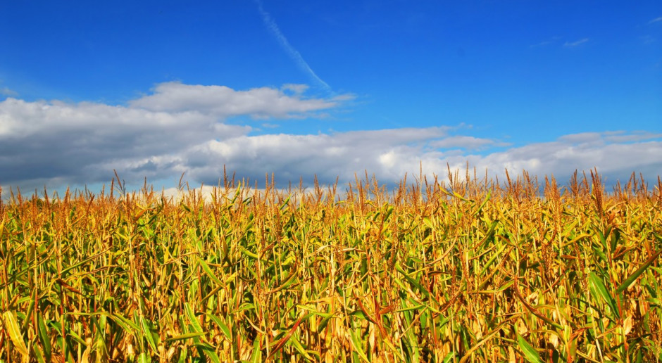 Posłowie przeciw autoryzacji odmian kukurydzy GMO