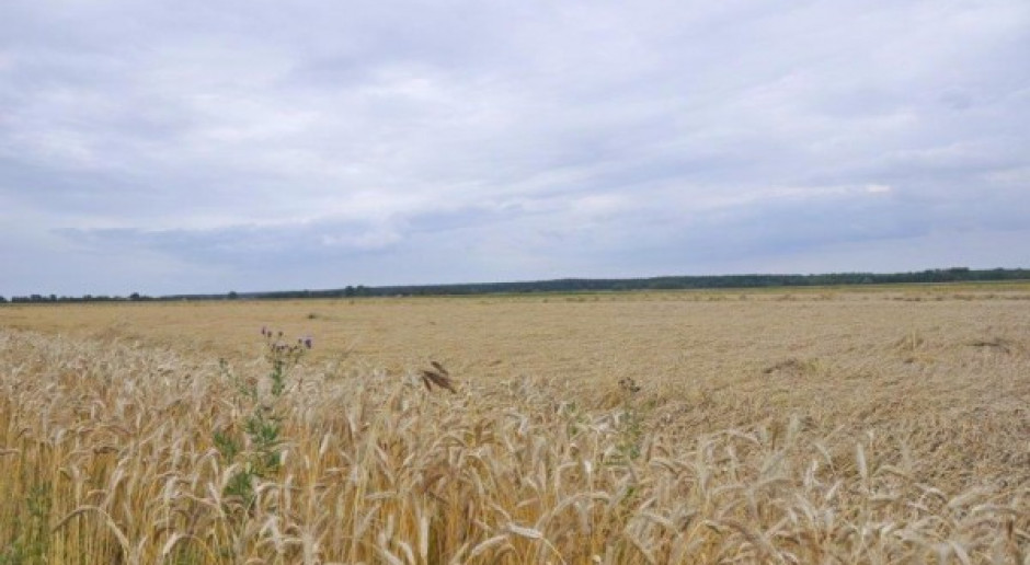 Zboże „położone” – równe jak stół