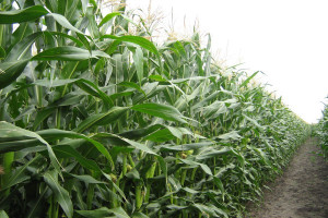 Późniejsze dojrzewanie kukurydzy 