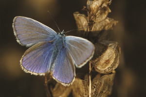 Intensywne rolnictwo zagraża motylom