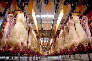 Czy produkcja wieprzowiny już na plusie?