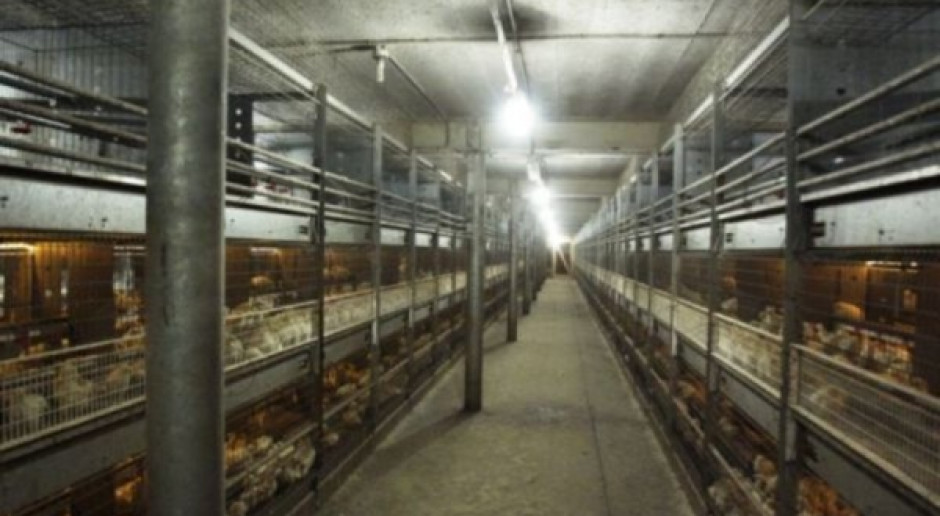 Szczegółowe kontrole na antybiotyki w gospodarstwach