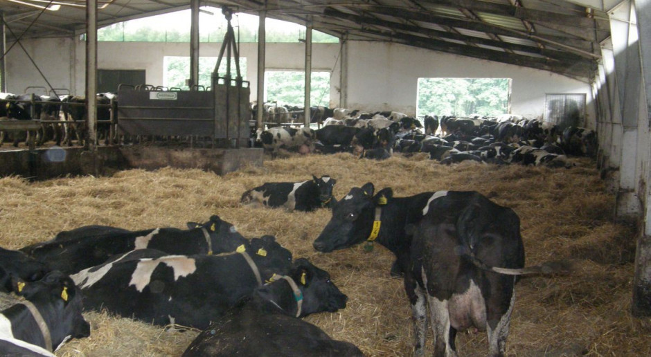 Głęboka ściółka w oborze to rzecz pracochłonna