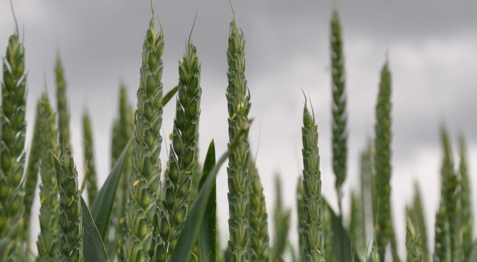 Chcą większej kontroli upraw GMO
