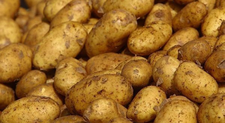 Rusza nowa kampania skrobiowa