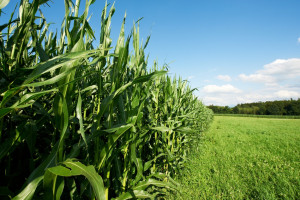 Monsanto kładzie nacisk na produkcję konwencjonalną w Europie