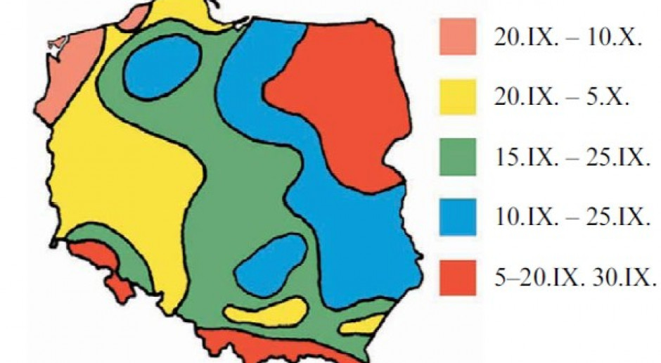Norma i gęstość wysiewu pszenżyta ozimego