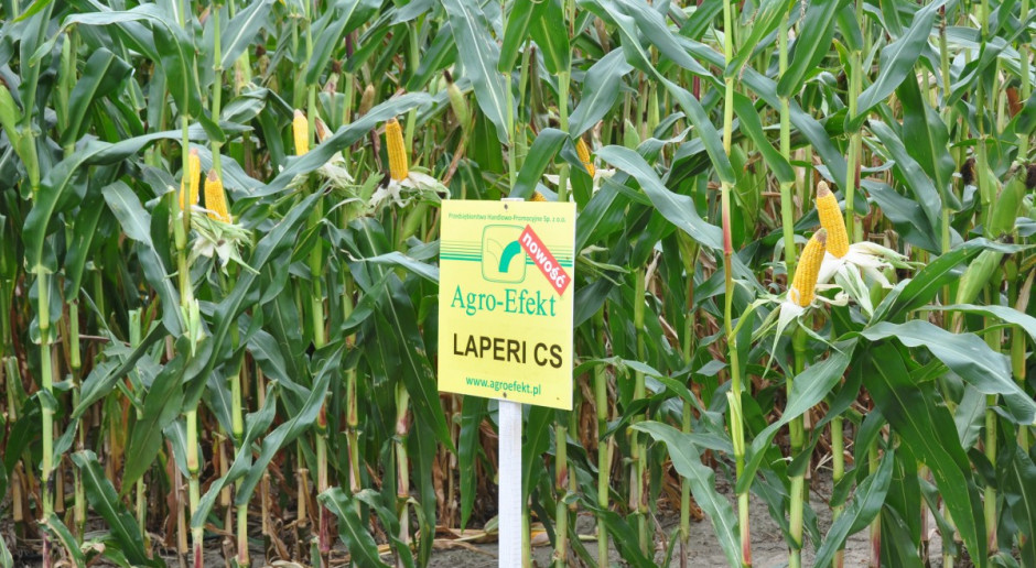 Efekt stay green w odmianach Agroefekt