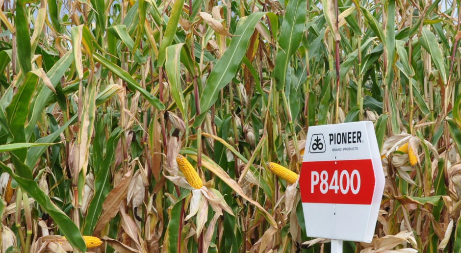 Pioneer – odmiany kukurydzy