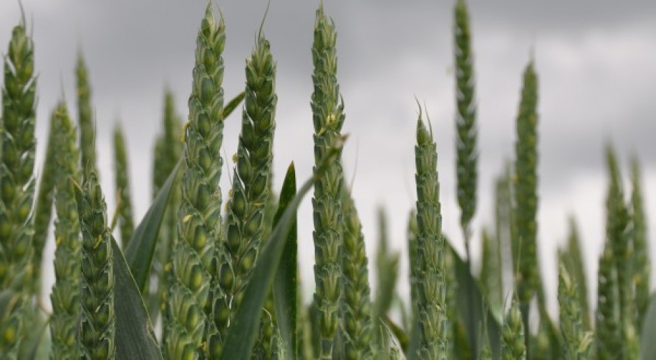 Notowania zbóż pod wpływem danych USDA
