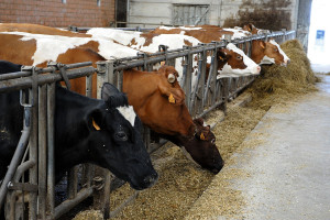 Zasuszenie krowy mlecznej &#8211; czy to takie proste?