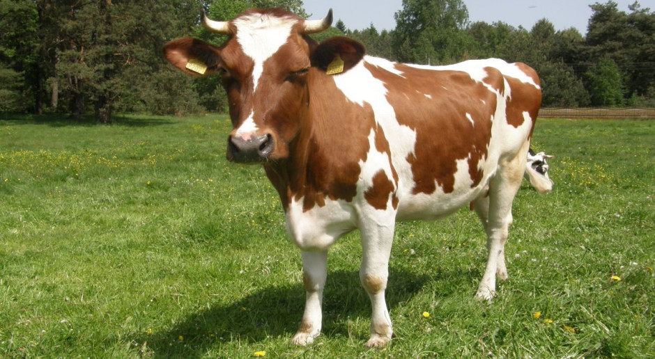 Więcej mleka z pastwiska