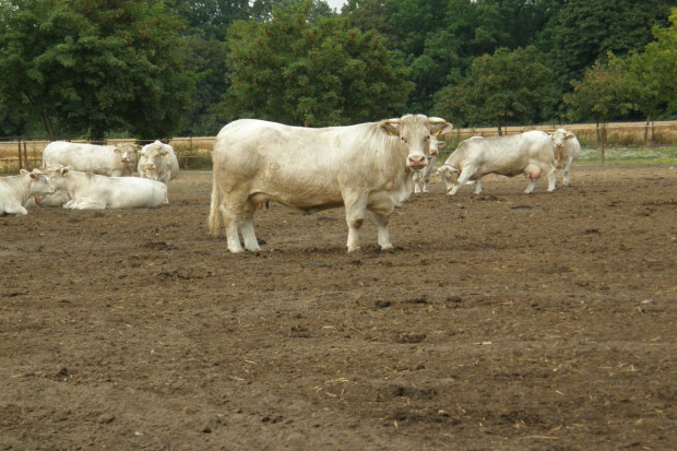 PZHiPBM: Szansa na dopłaty do hodowli bydła mięsnego