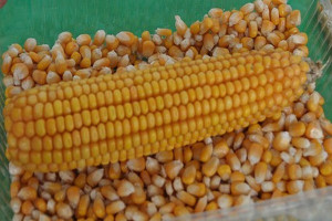 Ziarno kukurydzy o średniej wilgotności 35-40 proc. 