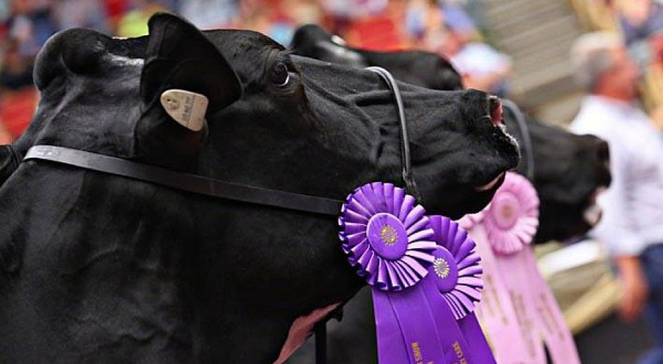 Maya Goldwyn superczempionką na World Dairy Expo