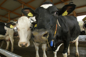 W żywieniu krów mlecznych liczy się precyzja