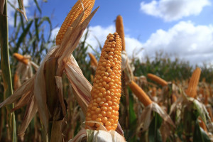 Rada UE podejmie decyzję ws. uprawy kukurydzy 1507