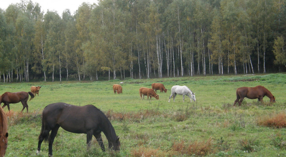 Mleko, wołowina QMP i agroturystyka w jednym gospodarstwie
