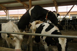 Problemy w rozrodzie krów &#8211; skrócona ruja