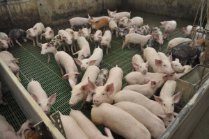 W 2013 r. wydano więcej na postęp hodowlany świń